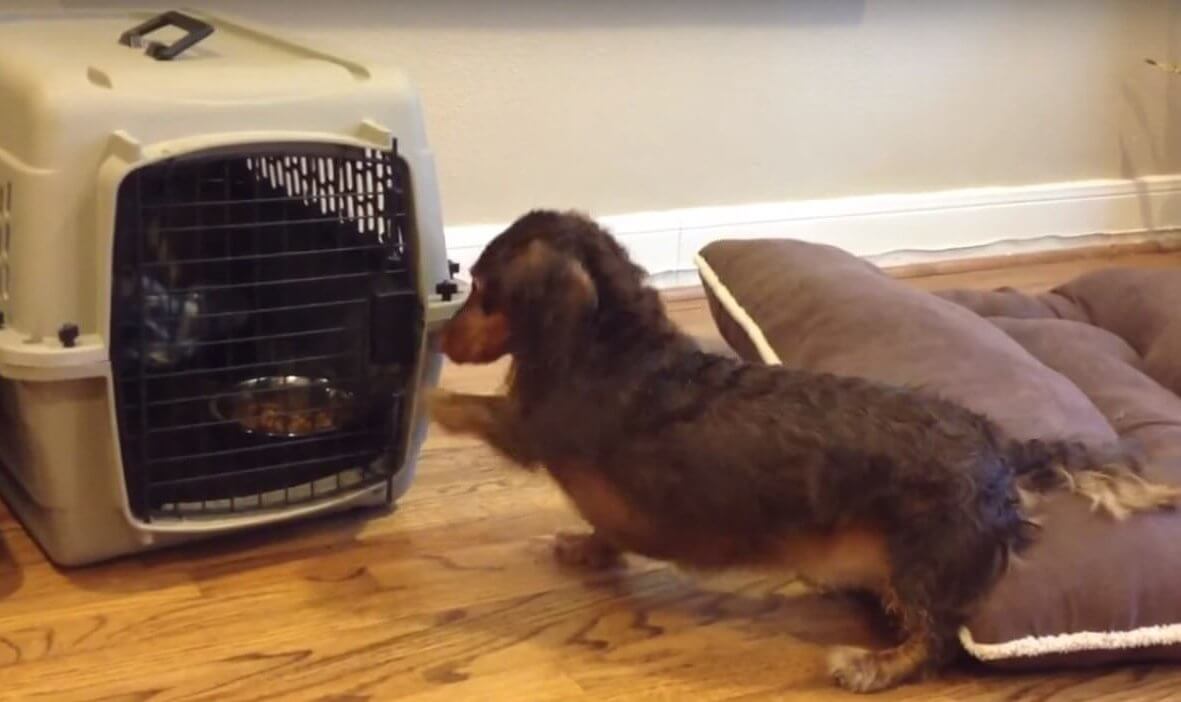 ダックスフンド,動画