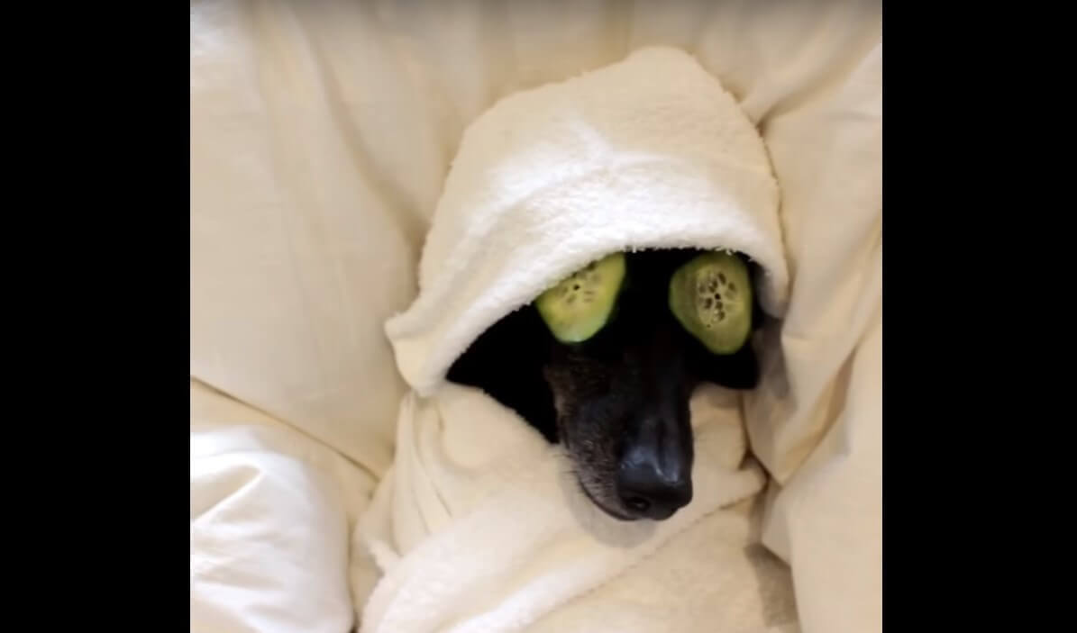 ダックスフンド,動画