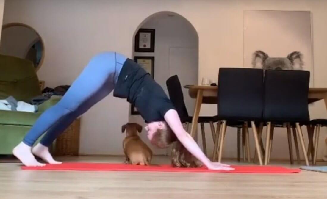 ダックスフンド,動画