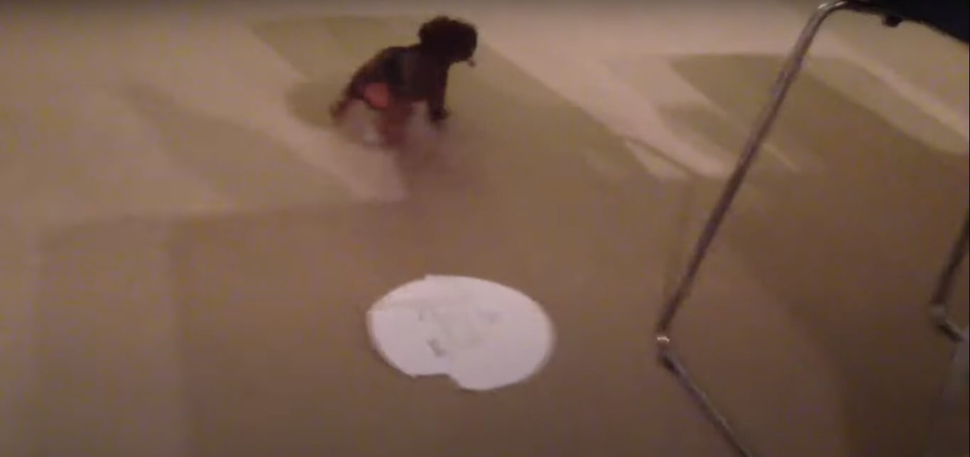 ダックスフンド,動画