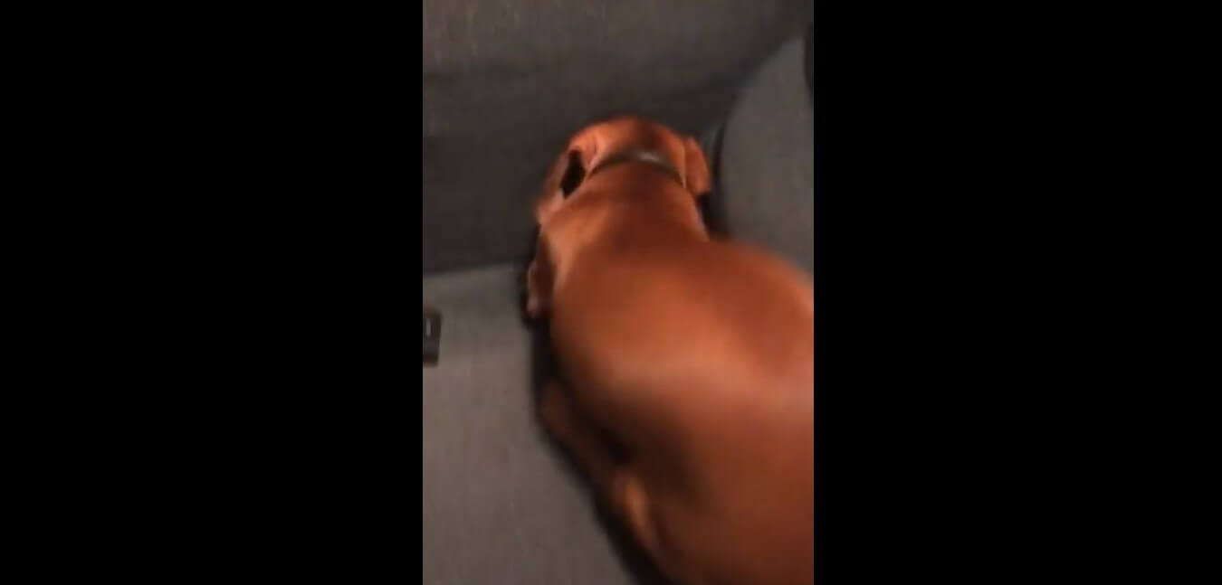 ダックスフンド,動画