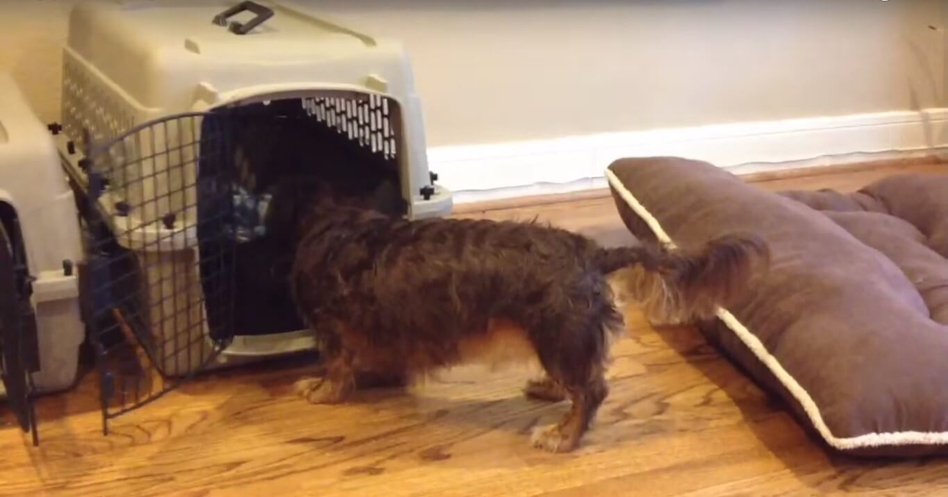 ダックスフンド,動画