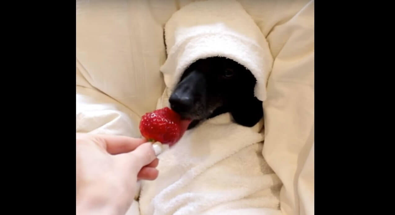 ダックスフンド,動画