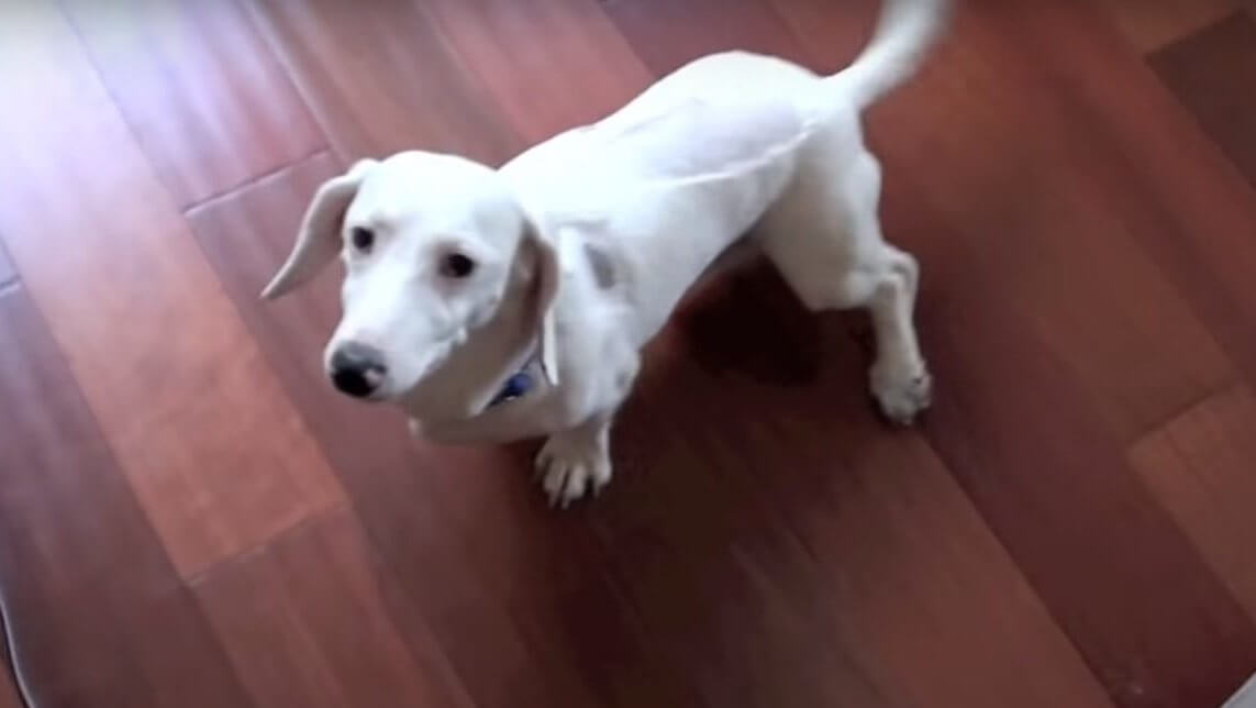 ダックスフンド,動画