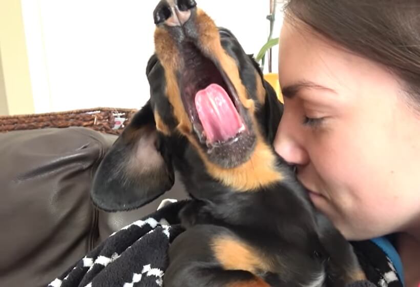 ダックスフンド,動画