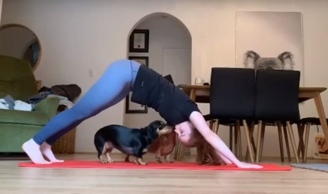 ダックスフンド,動画