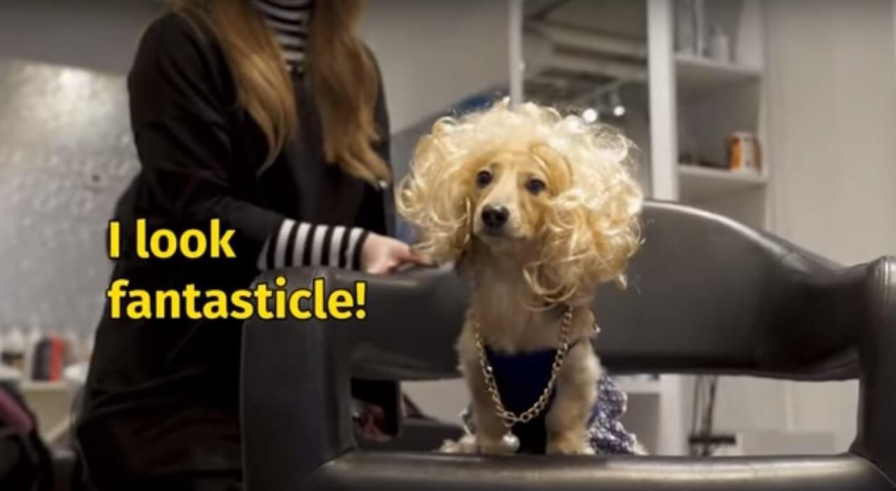 ダックスフンド,動画