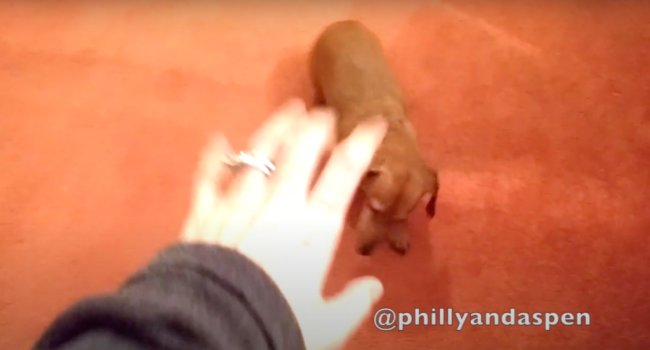 ダックスフンド,動画