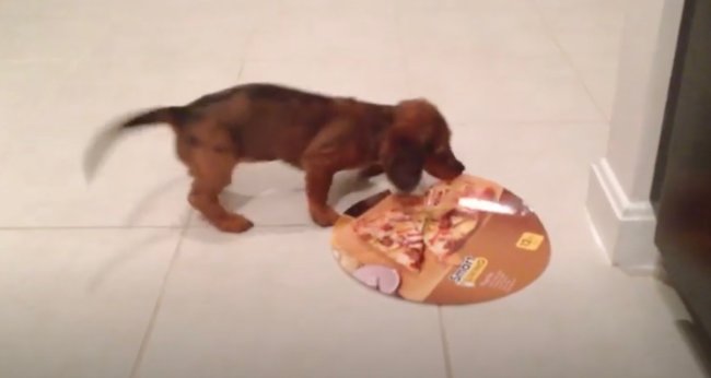 ダックスフンド,動画