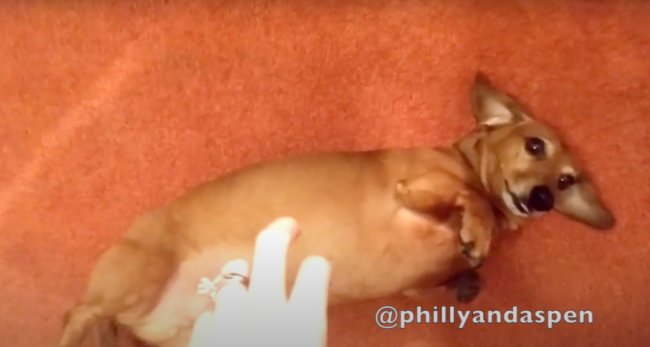 ダックスフンド,動画