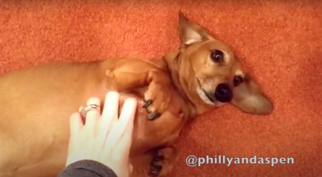 ダックスフンド,動画