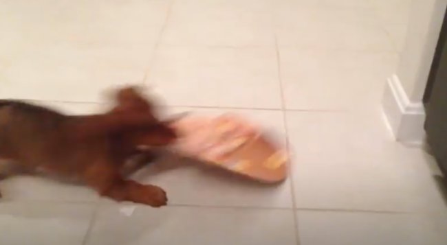 ダックスフンド,動画