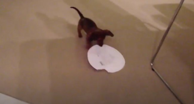 ダックスフンド,動画