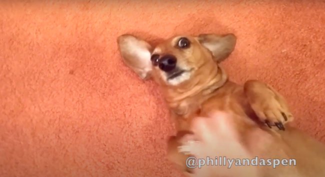 ダックスフンド,動画