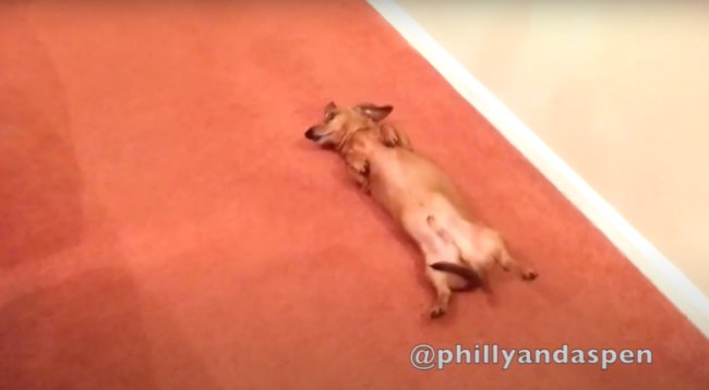 ダックスフンド,動画