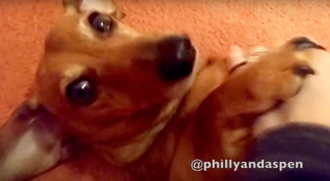 ダックスフンド,動画