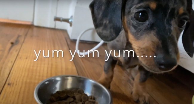 ダックスフンド,動画