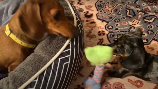 ダックスフンド,動画