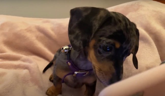 ダックスフンド,動画