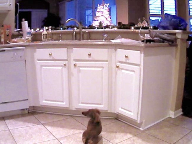 ダックスフンド,動画