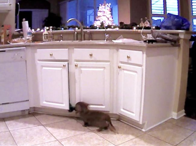 ダックスフンド,動画