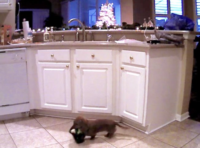 ダックスフンド,動画