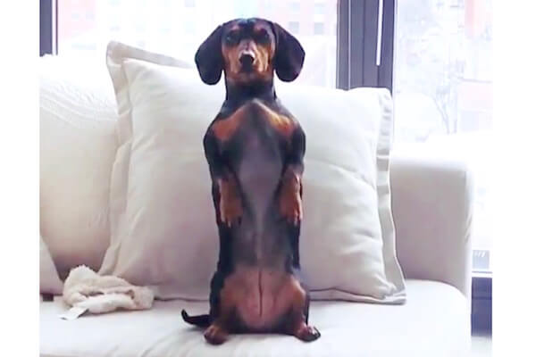 いや背筋伸びきってるやん！振り返ったら直立不動のダックスがなんか