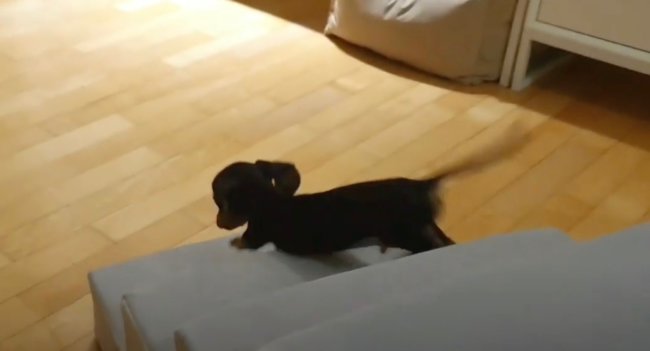 ダックスフンド,動画