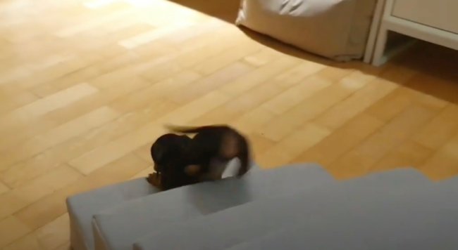 ダックスフンド,動画