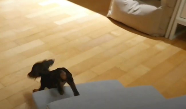 ダックスフンド,動画