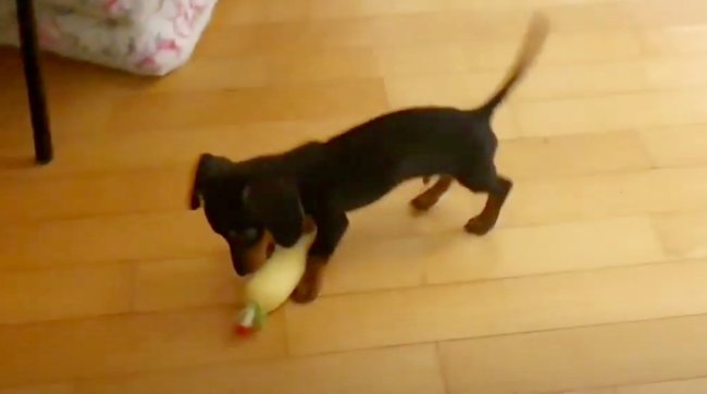 ダックスフンド,動画