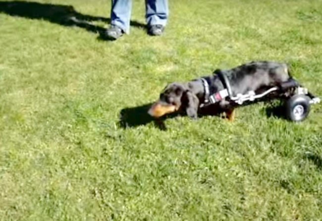 ダックスフンド,動画