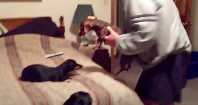 ダックスフンド,動画