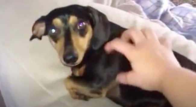 ダックスフンド,動画