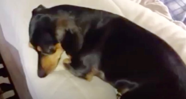 ダックスフンド,動画