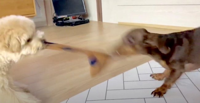 ダックスフンド,動画