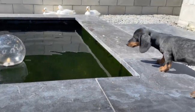 ダックスフンド,動画