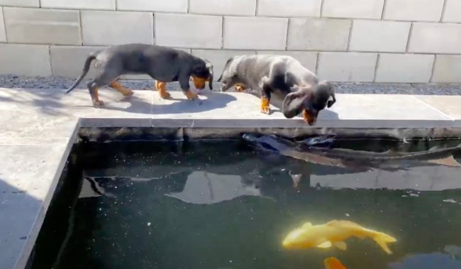 ダックスフンド,動画