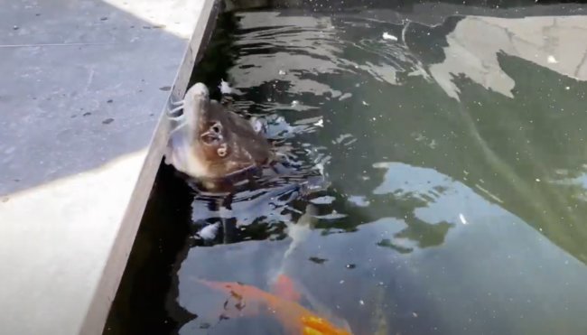 ダックスフンド,動画