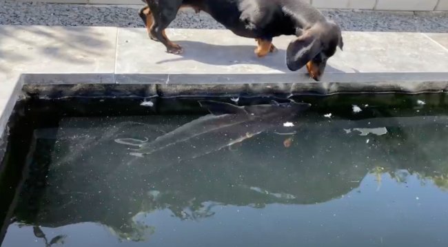 ダックスフンド,動画