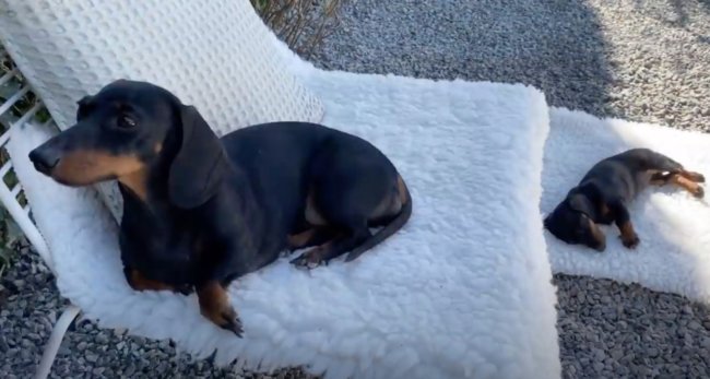 ダックスフンド,動画