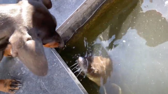 ダックスフンド,動画