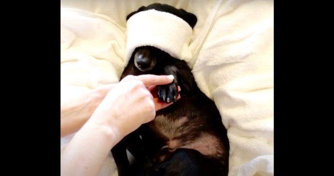 ダックスフンド,動画