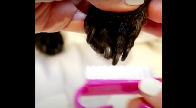 ダックスフンド,動画