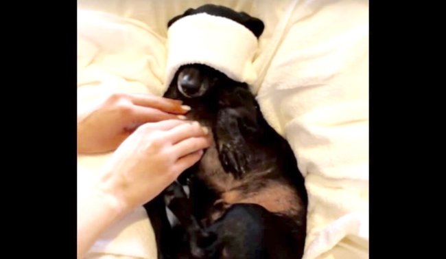 ダックスフンド,動画