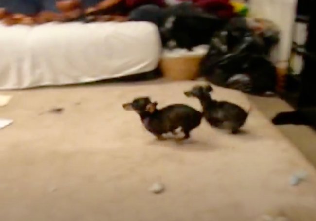 ダックスフンド,動画