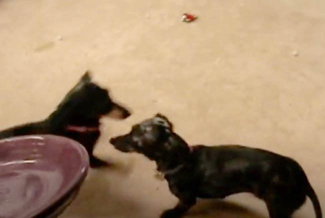 ダックスフンド,動画