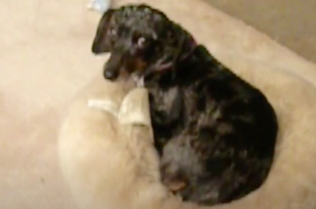 ダックスフンド,動画