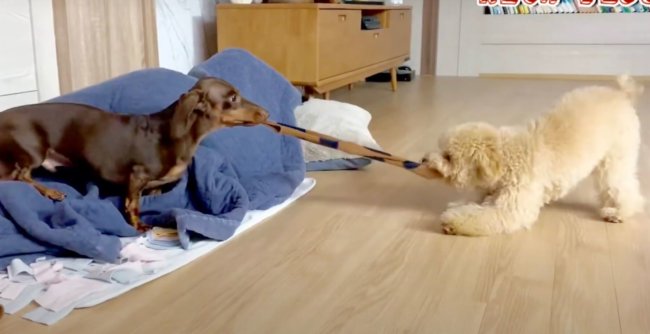 ダックスフンド,動画