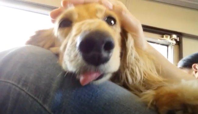 ダックスフンド,動画